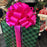 Car Bows, Large Gift Decorations - 16"x42"